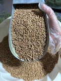 تخم گشنیز بوجاری شسته و بوداده شده